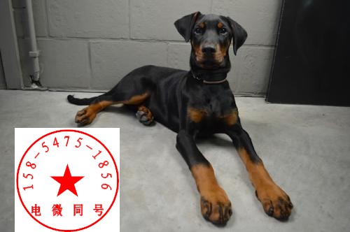 杜宾犬价格多少钱一只