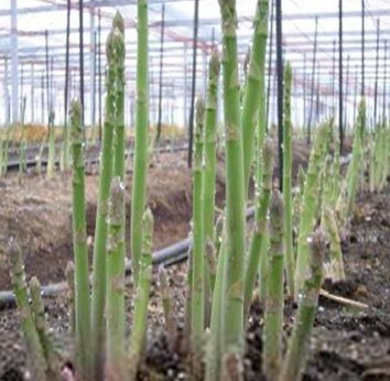 今年芦笋价格行情深度解析