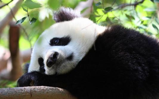 熊猫图最新，文化现象的深度解析与探讨