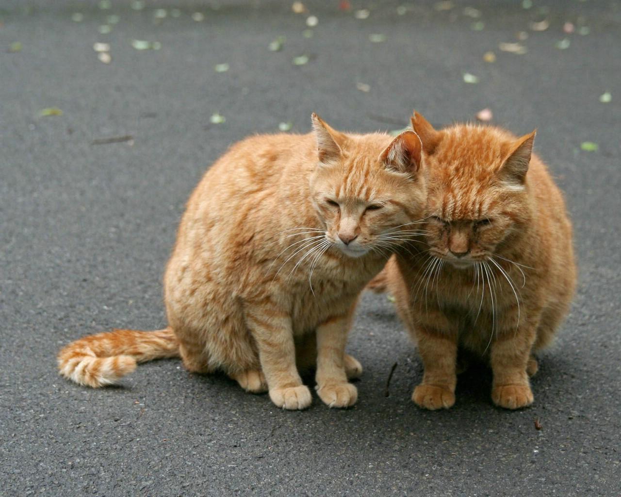 高科技产品重塑猫奴生活，猫咪记住最新，智能时代的新体验