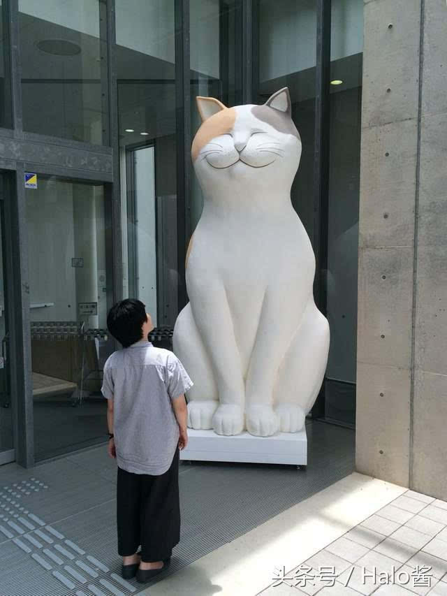探索猫咪最新领域，关注猫咪世界与幸福